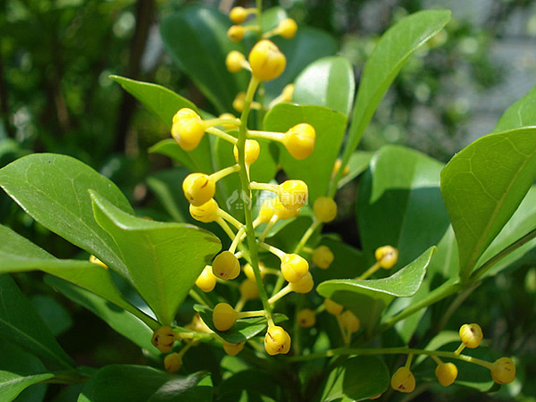 米兰花花语是什么 米兰花象征意义与传说