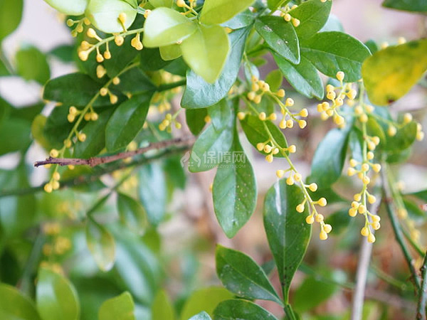 米兰花花语是什么 米兰花象征意义与传说