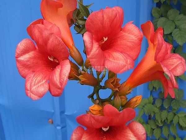 凌霄花图片