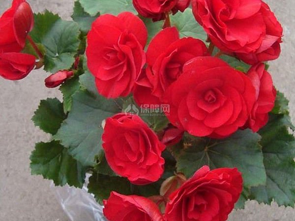 玫瑰花图片