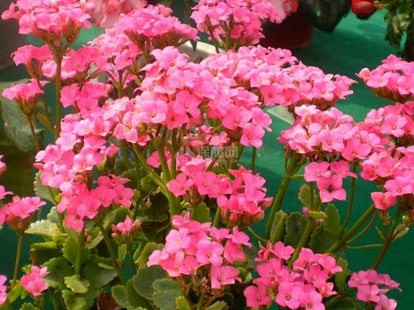 长寿花扦插