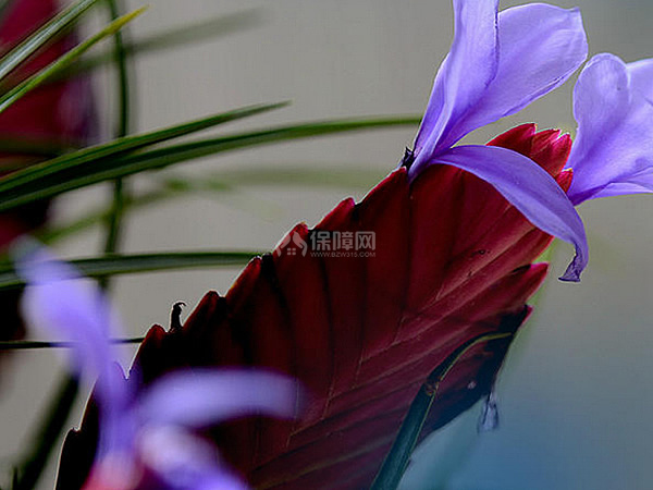 铁兰花的养殖方法