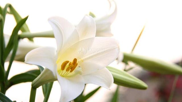 香水百合花语大全香水百合怎么养 装修保障网