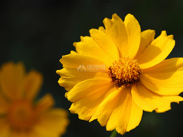 金盏花花语