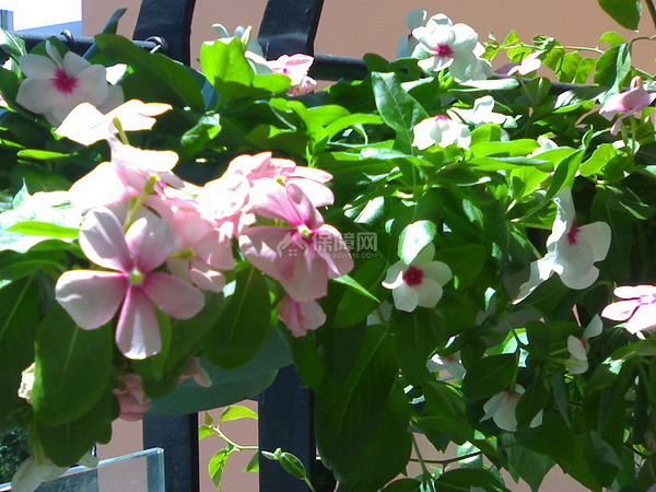 长春花花语