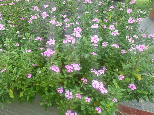 长春花花语
