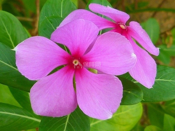 长春花花语