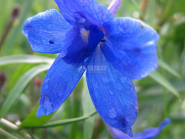 飞燕草花语是什么飞燕草花语大全及传说 装修保障网 飞燕草花语是什么飞燕草花语大全及传说 装修保障网