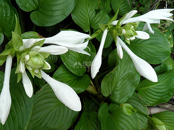 玉簪花花语