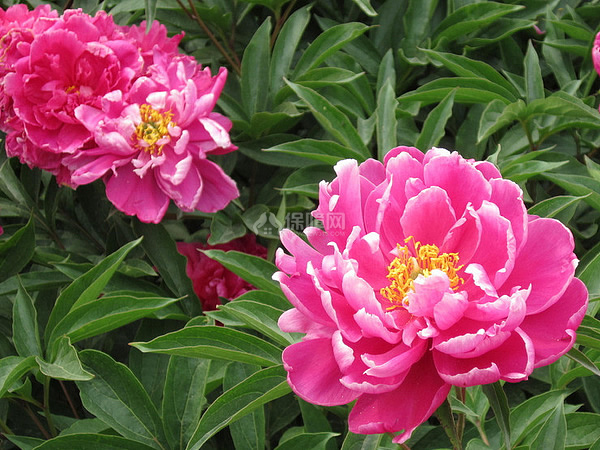 芍药花图片