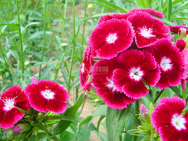 石竹花花语