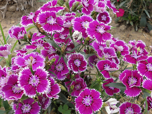 石竹花花语