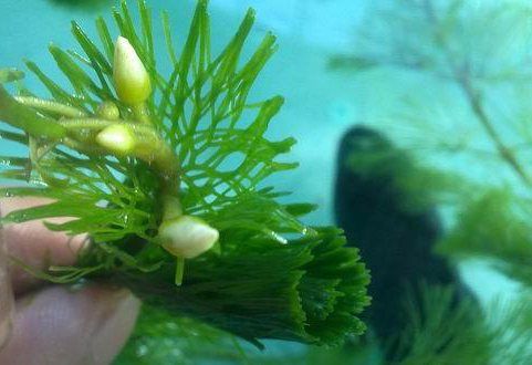 金鱼藻喜氮,水中无机氮含量高时长势也好