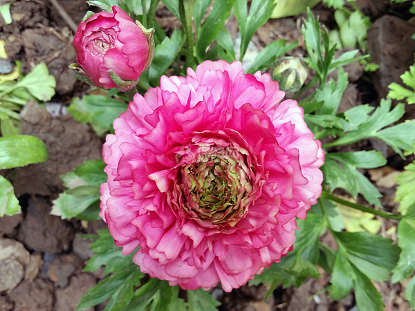 花毛茛花语