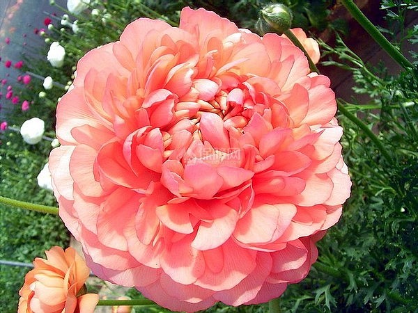 花毛茛花语
