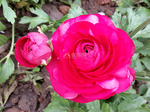 花毛茛花语