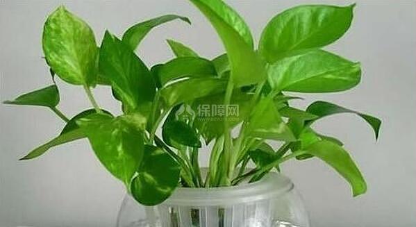 水培绿萝的养殖方法