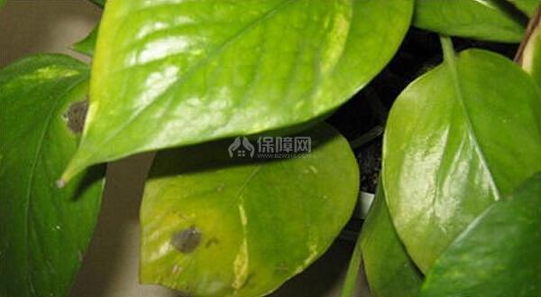 水培绿萝叶子发黄怎么办