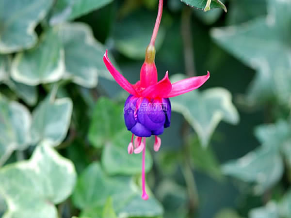 吊钟花图片