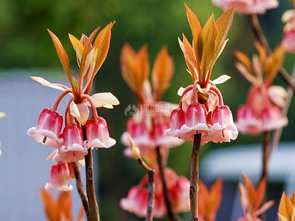 吊钟花图片
