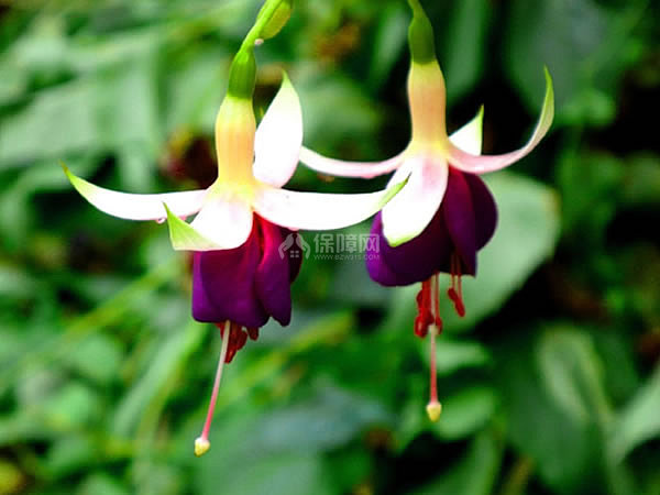 吊钟花图片