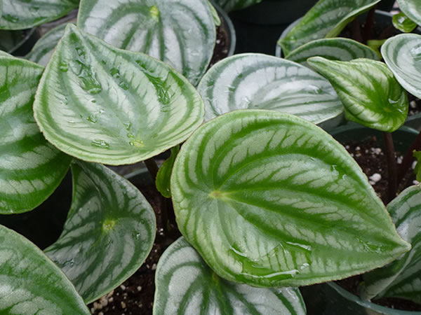 西瓜皮椒草花语是什么 西瓜皮椒草作用有哪些