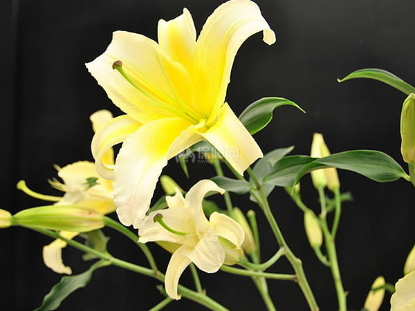 百合花花期