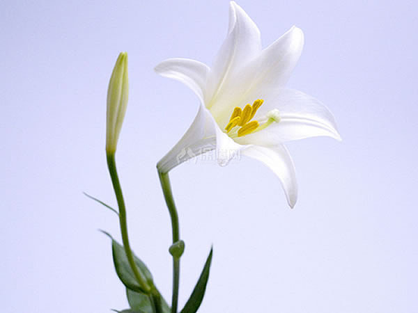 百合花花期
