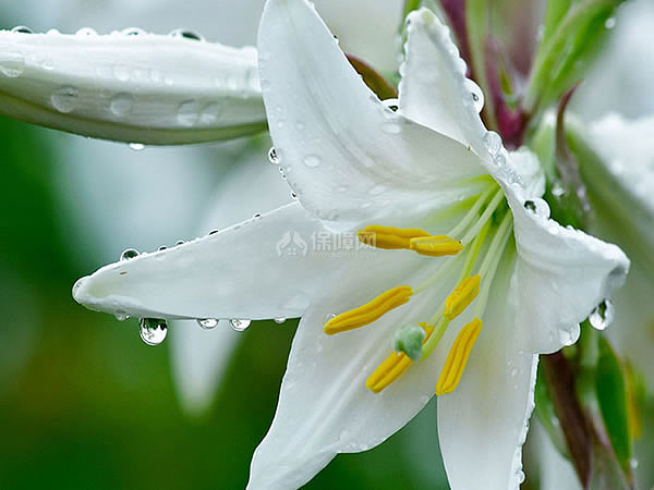 百合花花期