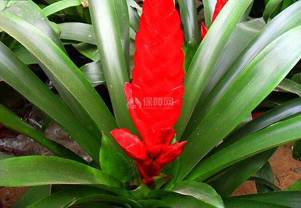 凤梨科花卉