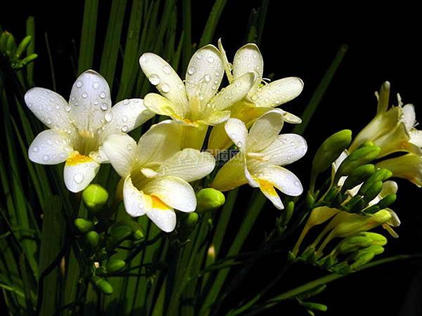 小苍兰花语