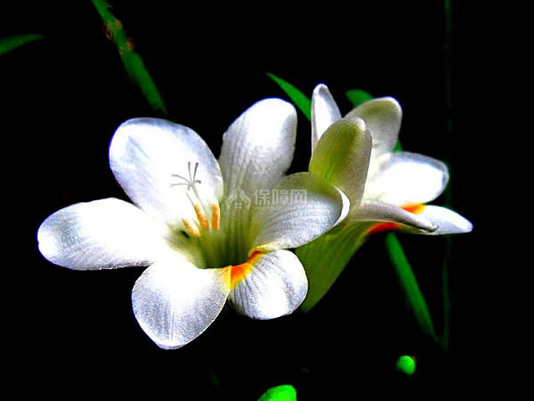 小苍兰花语