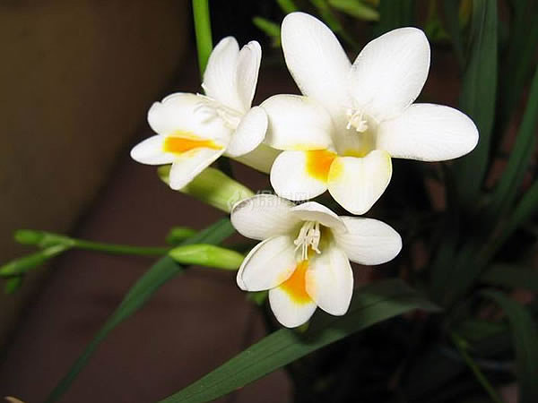 小苍兰花语