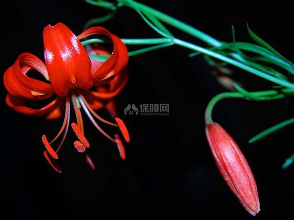 山丹花养殖方法