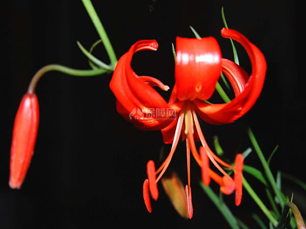 山丹花养殖方法