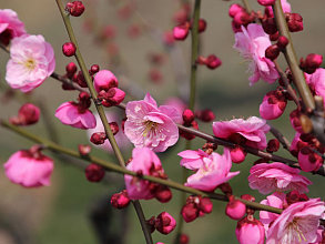 梅花 梅花图片 装修保障网