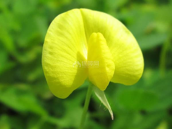 蔓花生的种植方法蔓花生的应用价值 装修保障网 蔓花生的种植方法蔓花生的应用价值 装修保障网