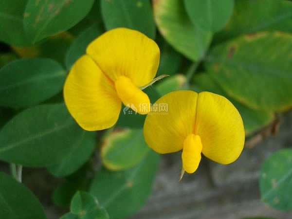 蔓花生的种植方法蔓花生的应用价值 装修保障网