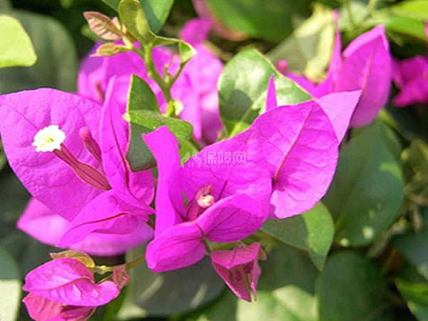光叶子花图片