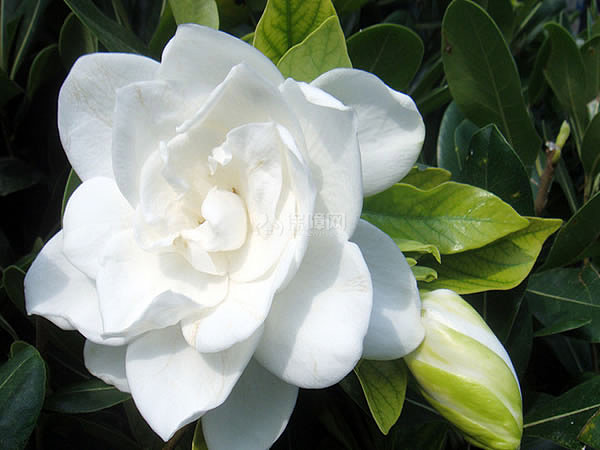 栀子花叶子发黄怎么办