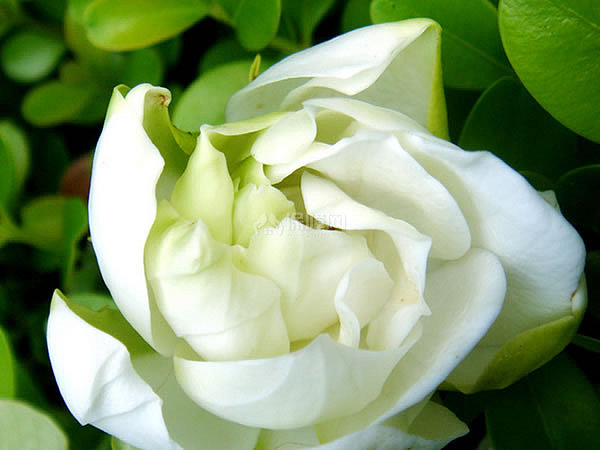 栀子花叶子发黄怎么办