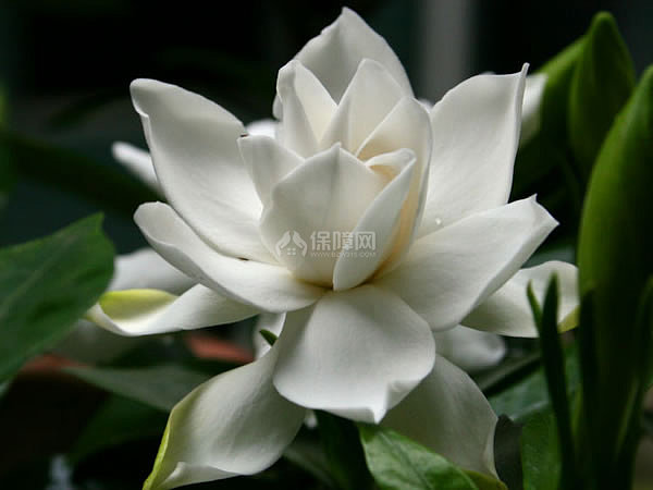 栀子花叶子发黄怎么办