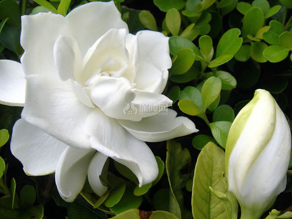 栀子花花语
