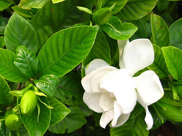 栀子花花语