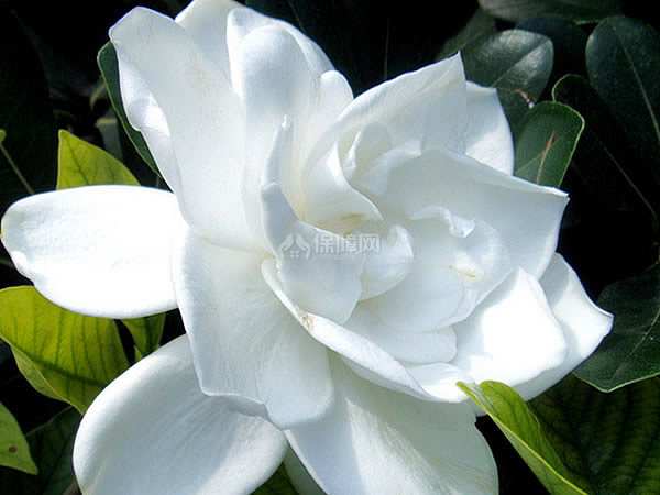 栀子花花语