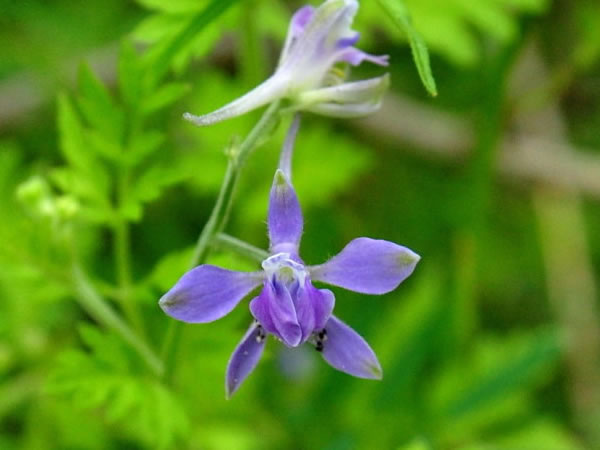 >> 文章內容 >> 還亮草花語的含義 紫色花有哪些?花語是什麼呢?