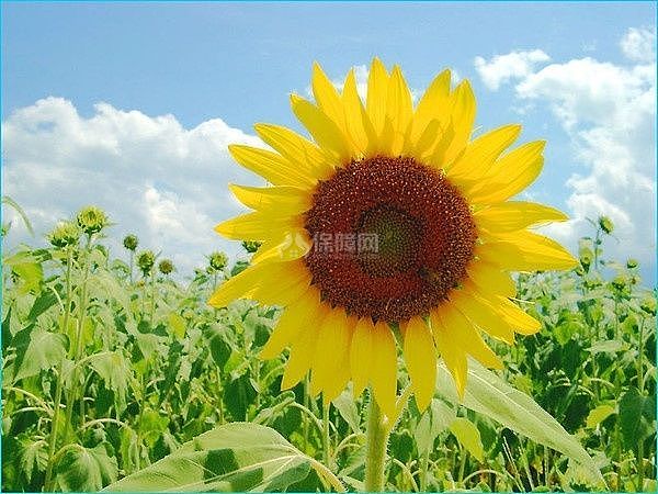 向日葵图片