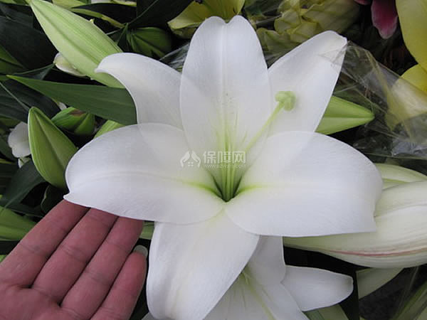 麝香百合养殖方法