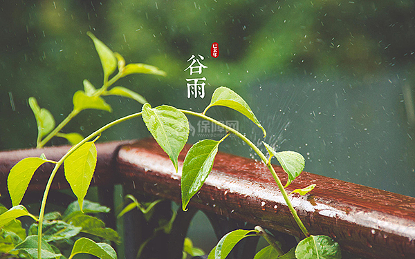 谷雨节气养生知识