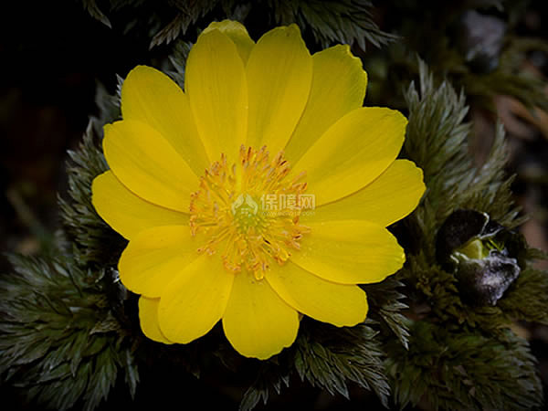 侧金盏花花语